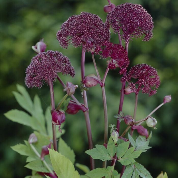 Angelica gigas - Rode Engelwortel