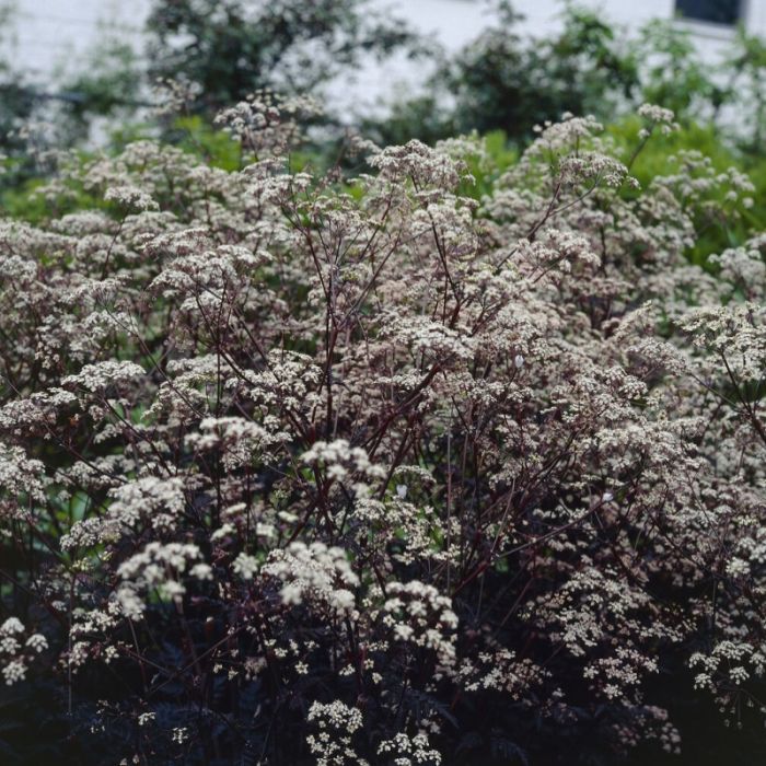 Anthriscus sylvestris 'Ravenswing' - Weidekervel