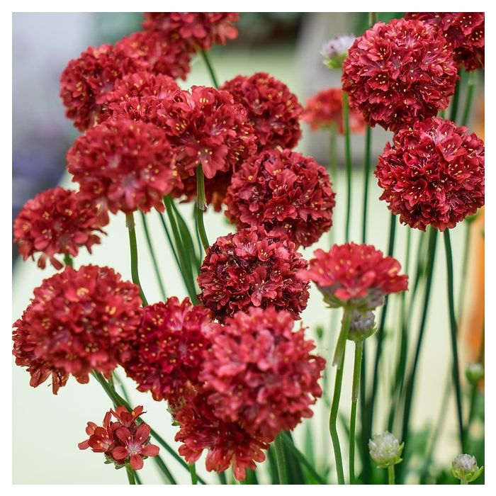 Armeria pseudarmeria 'Ballerina Red' - Engels Gras