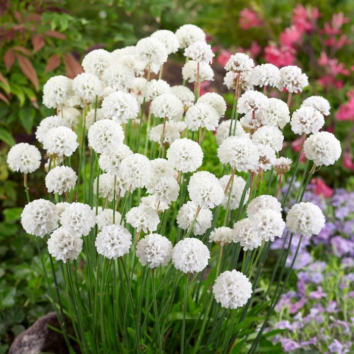Armeria pseudarmeria 'Ballerina White' - Engels Gras