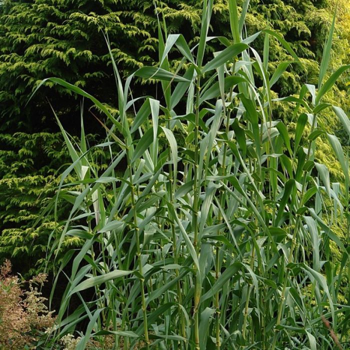 Arundo\u0020donax\u0020\u002D\u0020Pijlriet\u0020of\u0020Mammoetgras Arundo\u0020donax\u0020\u002D\u0020Pijlriet\u0020of\u0020Mammoetgras