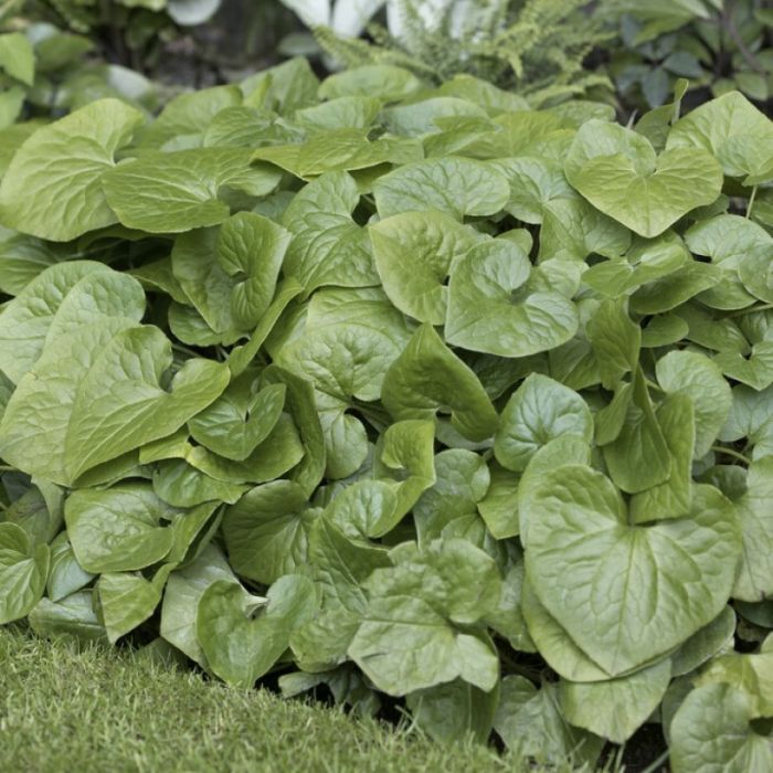 Asarum\u0020caudatum\u0020\u002D\u0020mansoor Asarum\u0020caudatum\u0020\u002D\u0020mansoor