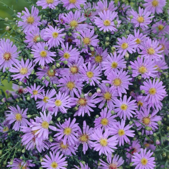Aster\u0020ericoides\u0020\u0027Blue\u0020Star\u0027\u0020\u002D\u0020Heideaster Aster\u0020ericoides\u0020\u0027Blue\u0020Star\u0027\u0020\u002D\u0020Heideaster