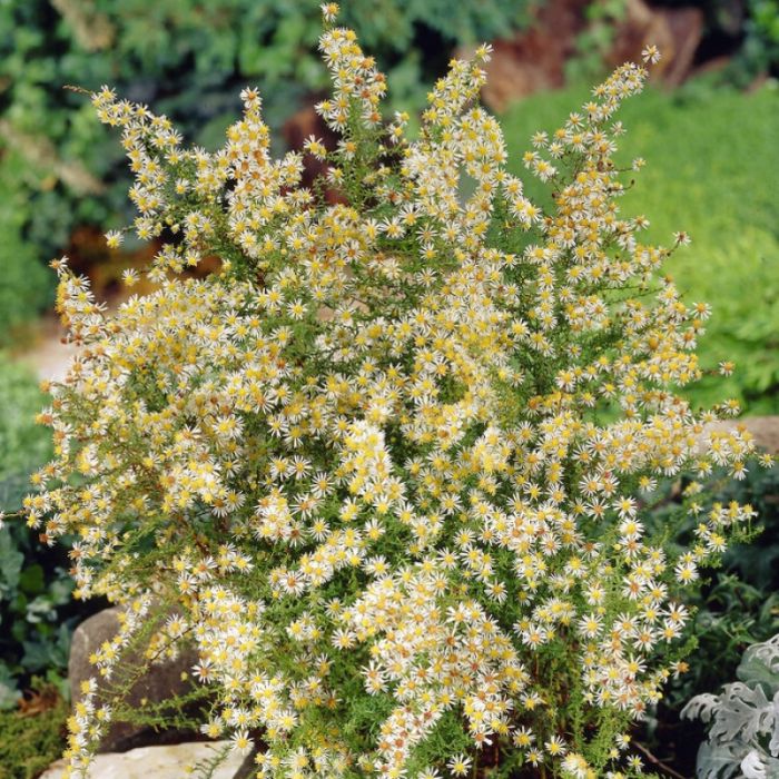 Aster ericoides 'Golden Spray' - Heideaster