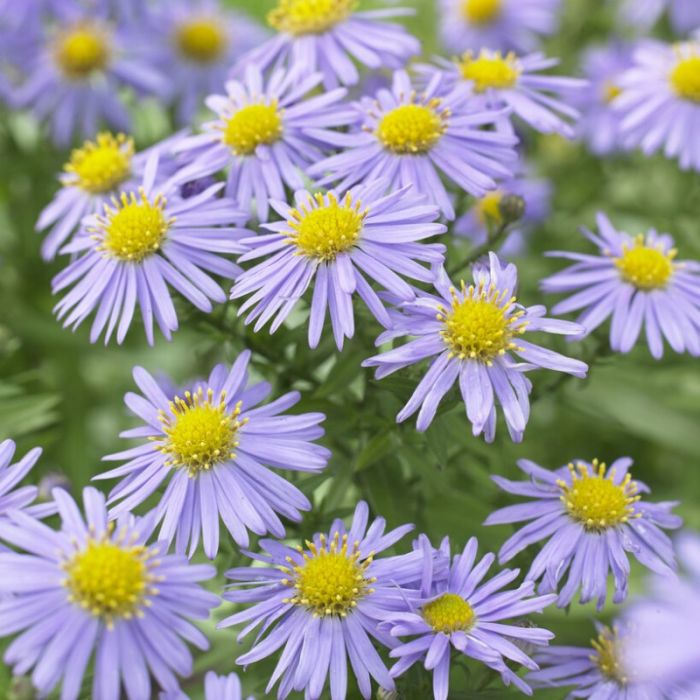Aster dumosus 'Mittelmeer' - Kussenaster