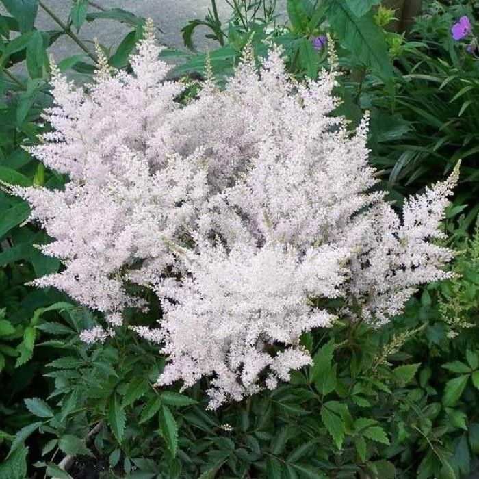 Astilbe\u0020Astary\u0020White Astilbe\u0020Astary\u0020White