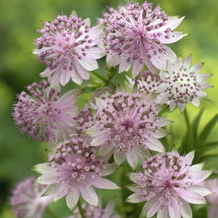 Astrantia\u0020major\u0020\u0027Rosensinfonie\u0027\u0020\u002D\u0020Zeeuws\u0020Knoopje Astrantia\u0020major\u0020\u0027Rosensinfonie\u0027\u0020\u002D\u0020Zeeuws\u0020Knoopje