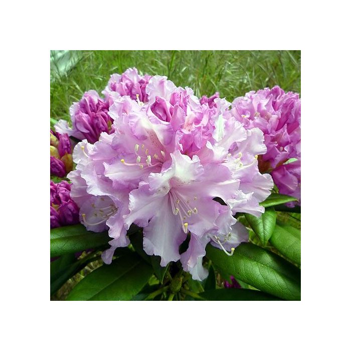Rhododendron 'Caroline Allbrook'
