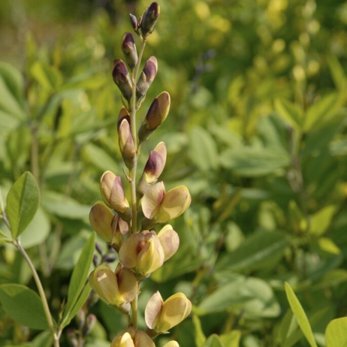 Baptisia 'Pink Lemonade' - Valse Indigo