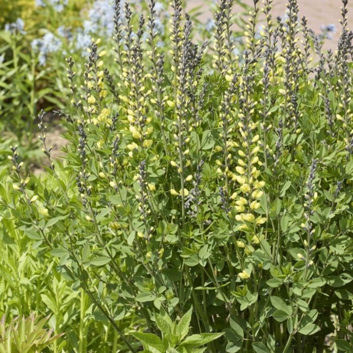 Baptisia\u0020\u0027Vanilla\u0020Cream\u0027\u0020\u002D\u0020Valse\u0020Indigo Baptisia\u0020\u0027Vanilla\u0020Cream\u0027\u0020\u002D\u0020Valse\u0020Indigo