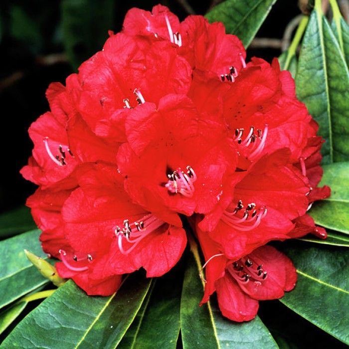 Pogo stick sprong Rand moederlijk Rhododendron 'Elizabeth Red' - Dwergrhododendron kopen? | Het Groene  Paradijs