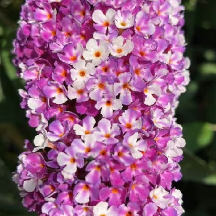 Buddleja 'Berries & Cream' - Vlinderstruik