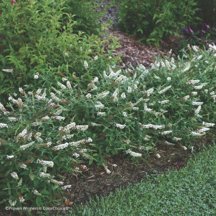 Buddleja davidii 'White Chip' - Dwergvlinderstruik