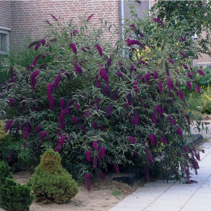 Buddleja davidii 'Black Knight' - Vlinderstruik