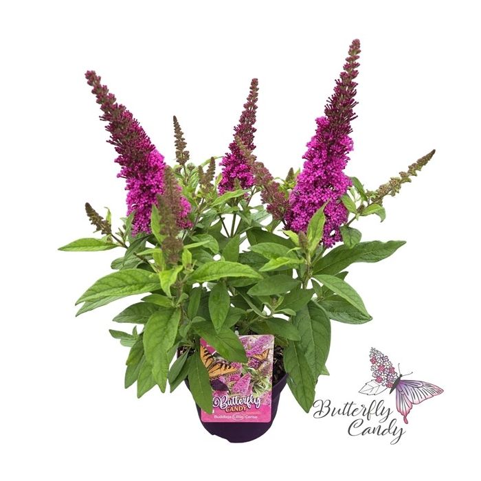 Buddleja\u0020davidii\u0020\u0027Little\u0020Butterfly\u0020Candy\u0020Cerise\u0027 Buddleja\u0020davidii\u0020\u0027Little\u0020Butterfly\u0020Candy\u0020Cerise\u0027