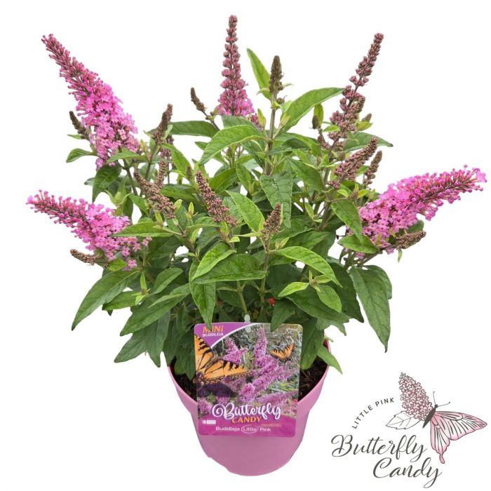 Buddleja\u0020davidii\u0020\u0027Little\u0020Butterfly\u0020Candy\u0020Pink\u0027 Buddleja\u0020davidii\u0020\u0027Little\u0020Butterfly\u0020Candy\u0020Pink\u0027