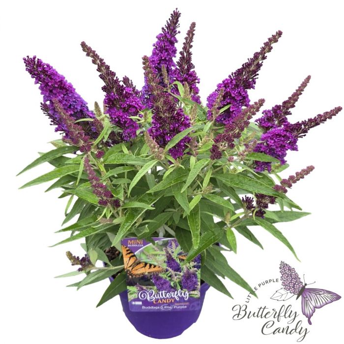 Buddleja\u0020davidii\u0020\u0027Little\u0020Butterfly\u0020Candy\u0020Purple\u0027 Buddleja\u0020davidii\u0020\u0027Little\u0020Butterfly\u0020Candy\u0020Purple\u0027
