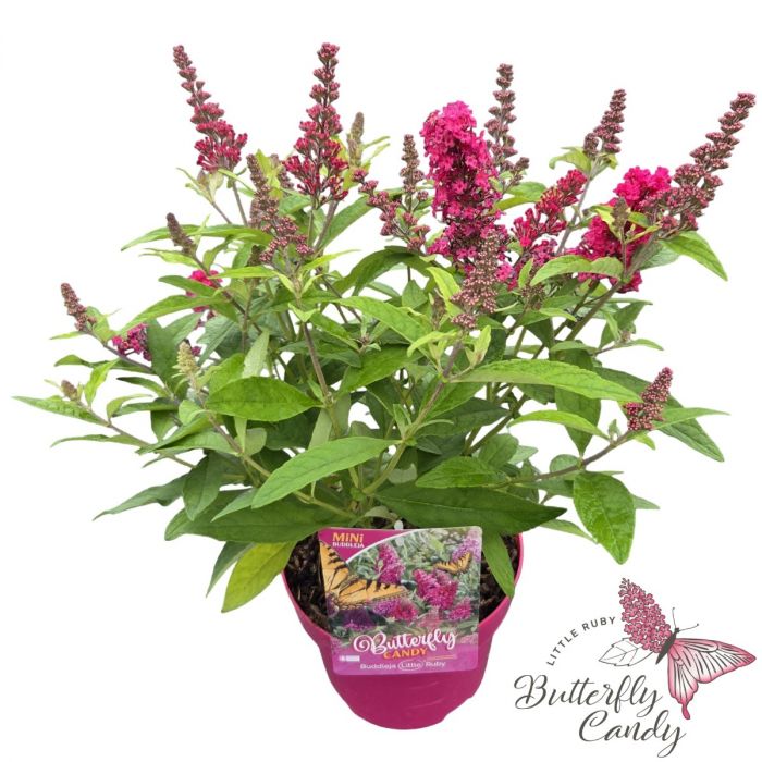 Buddleja\u0020davidii\u0020\u0027Little\u0020Butterfly\u0020Candy\u0020Ruby\u0027 Buddleja\u0020davidii\u0020\u0027Little\u0020Butterfly\u0020Candy\u0020Ruby\u0027