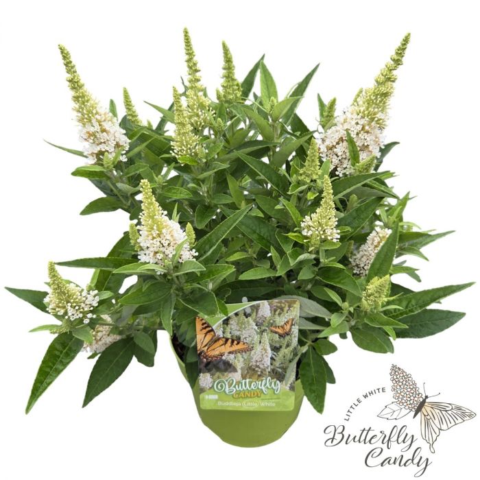 Buddleja\u0020davidii\u0020\u0027Little\u0020Butterfly\u0020Candy\u0020White\u0027 Buddleja\u0020davidii\u0020\u0027Little\u0020Butterfly\u0020Candy\u0020White\u0027