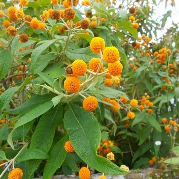 Buddleja globosa - Vlinderstruik