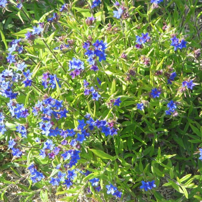Buglossoides purpurocaerulea - Ruw Parelzaad