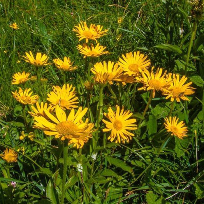 Buphthalmum salicifolium - Koeienoog