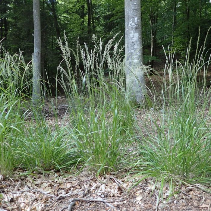 Calamagrostis arundinacea - Struisriet