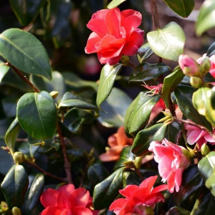 Camellia japonica Dr. King - Camelia