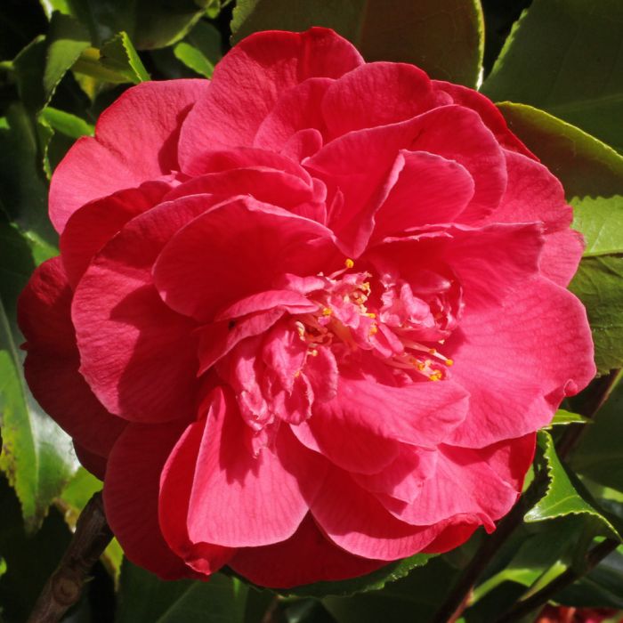 Camellia japonica Dr. King Camelia kopen? Het Groene Paradijs