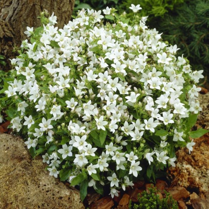 Campanula lactiflora 'White Pouffe'- Klokjesbloem