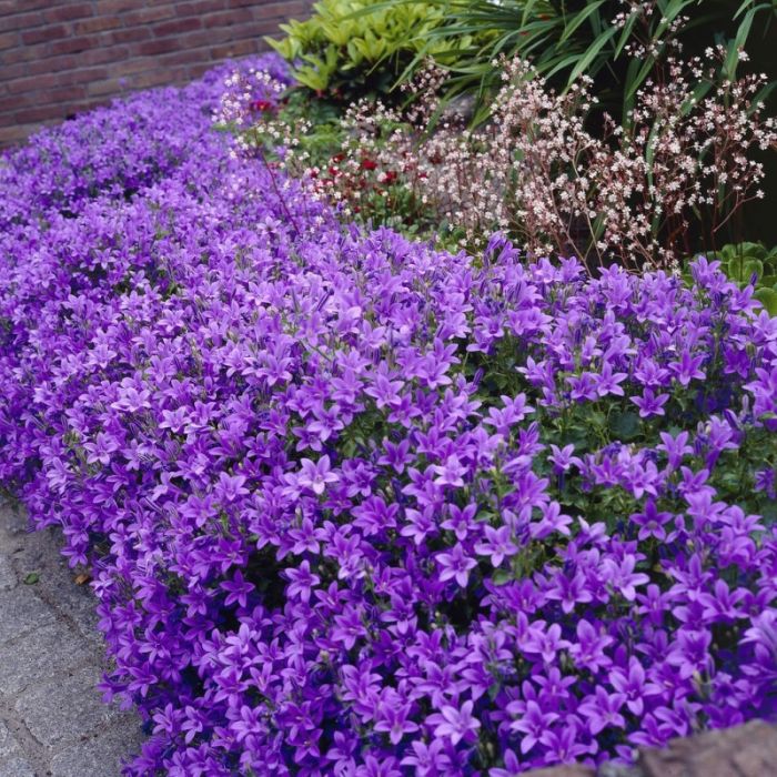 Campanula portenschlagiana Catharina - Klokjesbloem