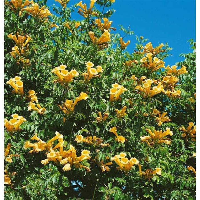 Campsis radicans 'Flava' - Trompetklimmer