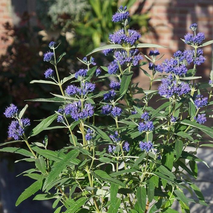 Caryopteris\u0020clandonensis\u0020\u0027Heavenly\u0020Blue\u0027\u0020\u002D\u0020Baardbloem Caryopteris\u0020clandonensis\u0020\u0027Heavenly\u0020Blue\u0027\u0020\u002D\u0020Baardbloem