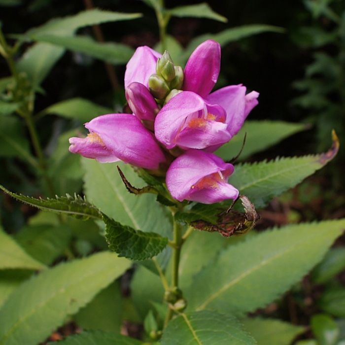 Chelone\u0020lyonii\u0020\u0027Hot\u0020Lips\u0027\u0020\u002D\u0020Schildpadbloem Chelone\u0020lyonii\u0020\u0027Hot\u0020Lips\u0027\u0020\u002D\u0020Schildpadbloem