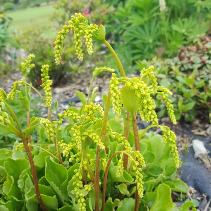 Chiastophyllum oppositifolium - Goudkorrel