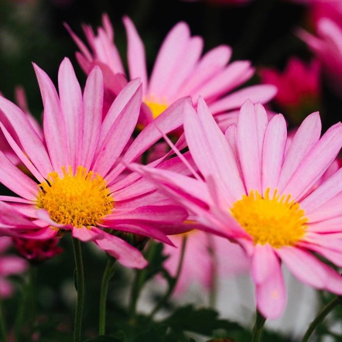 Chrysanthemum rubellum 'Clara Curtis' - Chrysant