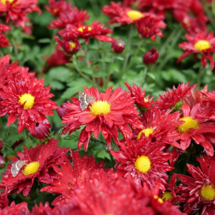 Chrysanthemum rubellum 'Duchess of Edinburgh' - Herfstchrysant