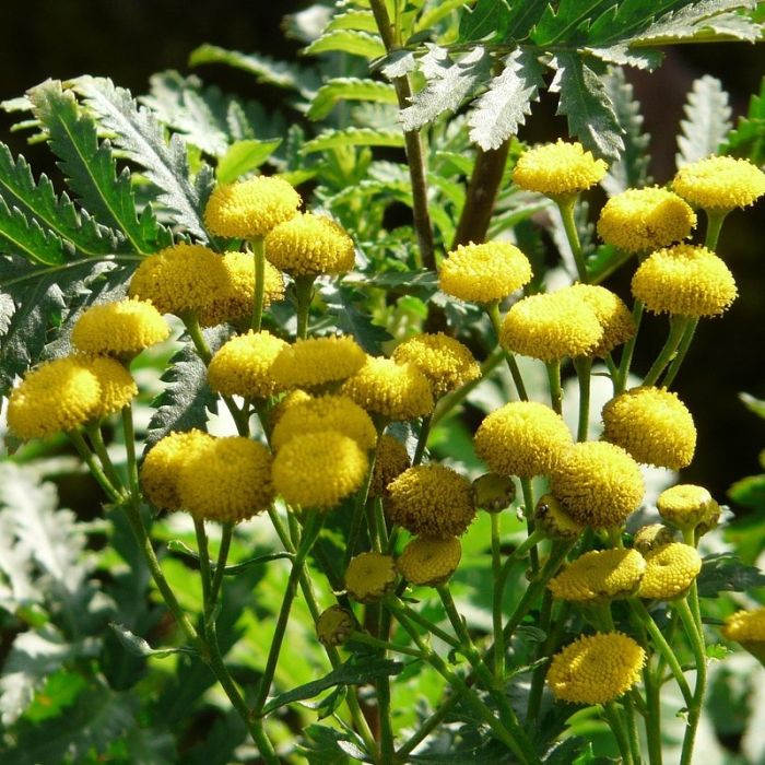 Chrysanthemum\u0020indicum\u0020\u0027Citronella\u0027\u0020\u002D\u0020Herfstchrysant Chrysanthemum\u0020indicum\u0020\u0027Citronella\u0027\u0020\u002D\u0020Herfstchrysant