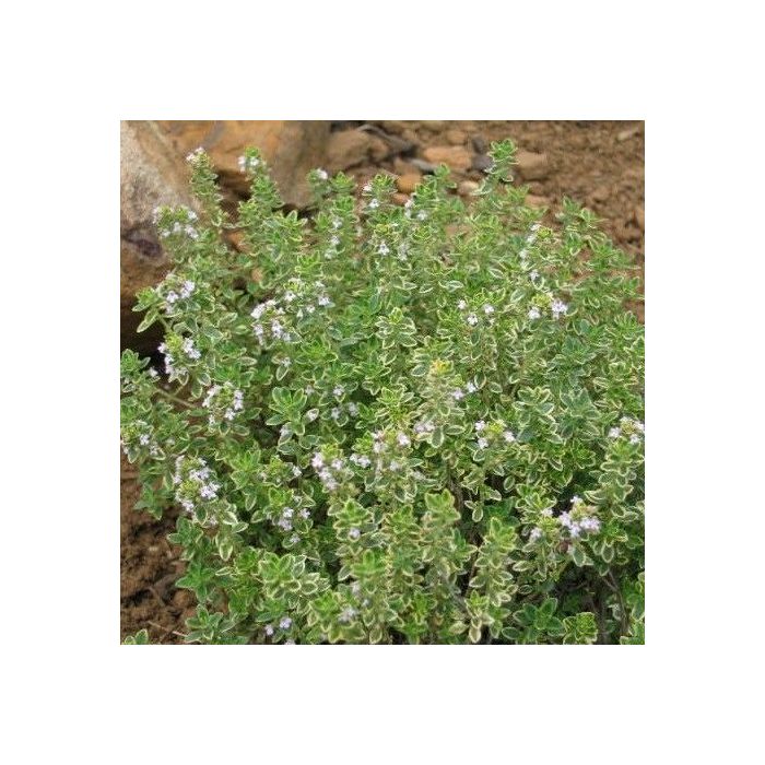 Thymus\u0020citriodorus Thymus\u0020citriodorus