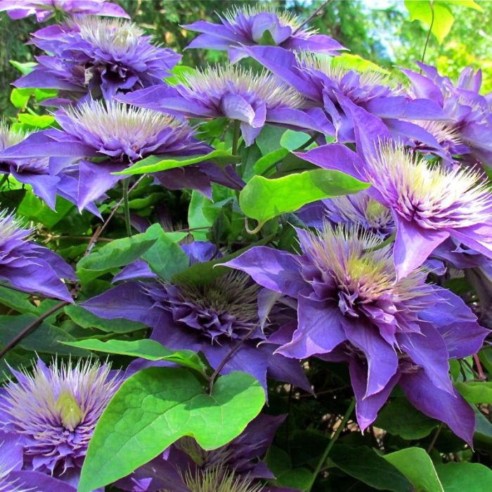 Clematis 'Multi Blue' - Bosrank