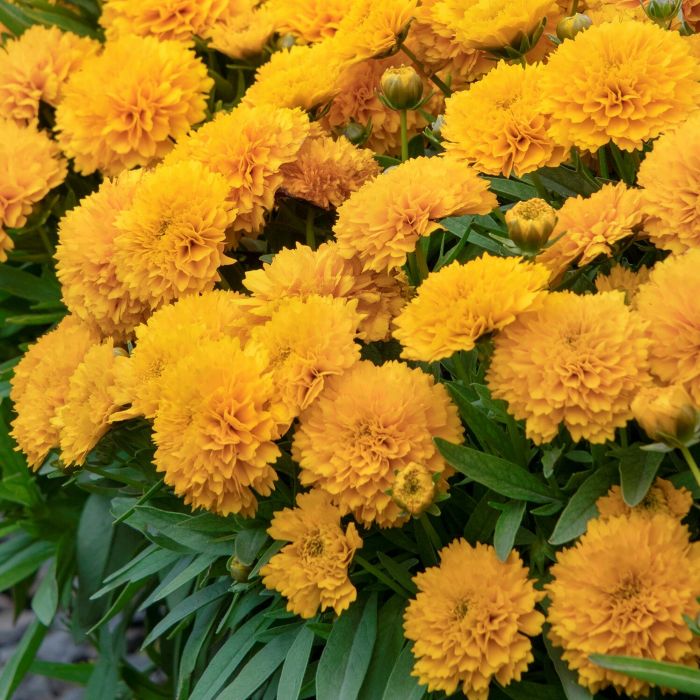 Coreopsis grandiflora 'Solanna Golden Sphere' - Meisjesogen