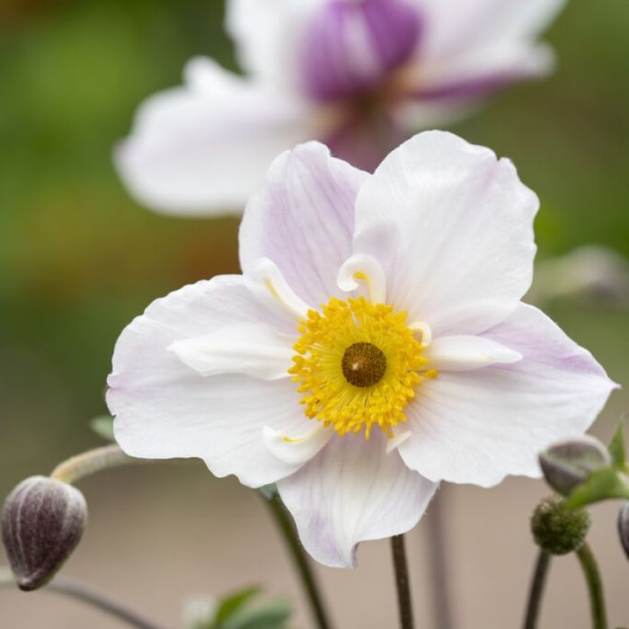 Anemone\u0020\u0027Dainty\u0020Swan\u0027\u0020\u002D\u0020Herfstanemoon Anemone\u0020\u0027Dainty\u0020Swan\u0027\u0020\u002D\u0020Herfstanemoon