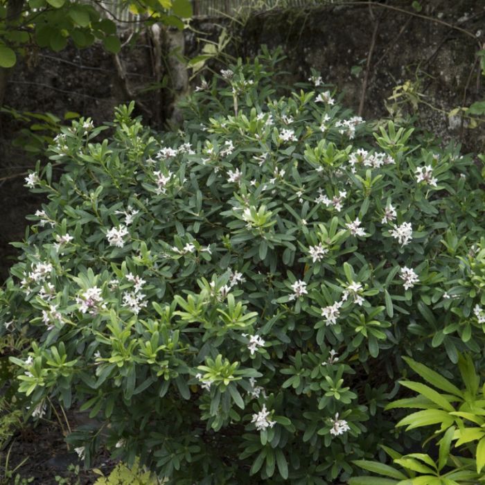 Daphne\u0020transatlantica\u0020\u0027Eternal\u0020Fragrance\u0027\u0020\u002D\u0020Dwergpeperboompje Daphne\u0020transatlantica\u0020\u0027Eternal\u0020Fragrance\u0027\u0020\u002D\u0020Dwergpeperboompje