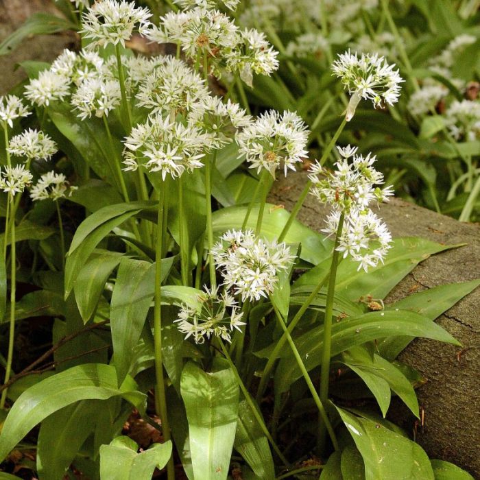 Allium tuberosum - Knoflookbieslook