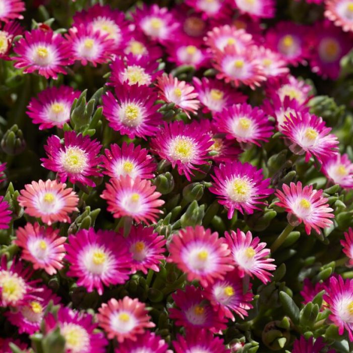 Delosperma cooperi ‘Jewel of Des Garnet’ - Ijsbloem