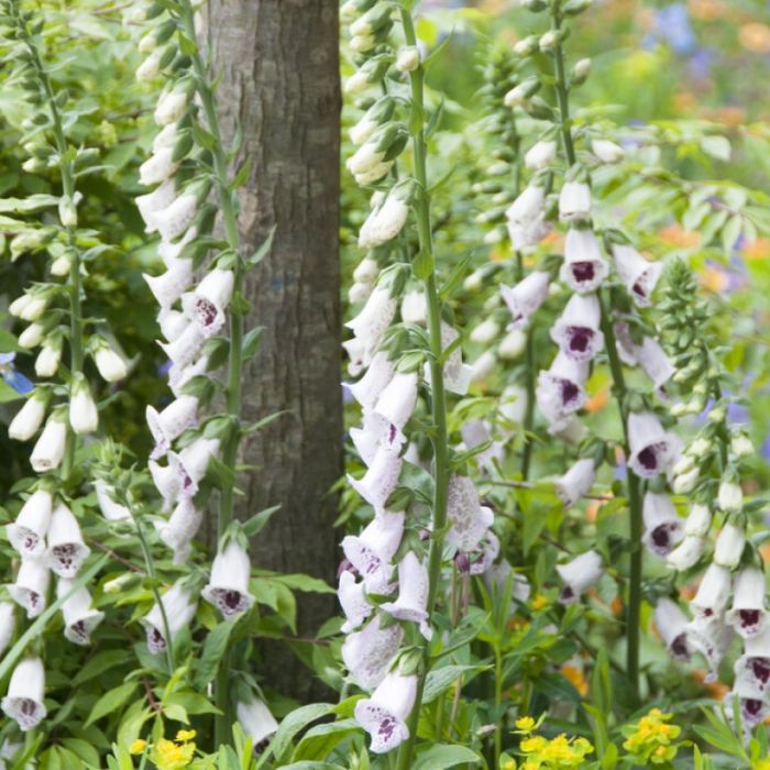 Digitalis\u0020purpurea\u0020Pam\u2019s\u0020Choice\u0020\u002D\u0020Vingerhoedskruid Digitalis\u0020purpurea\u0020Pam\u2019s\u0020Choice\u0020\u002D\u0020Vingerhoedskruid
