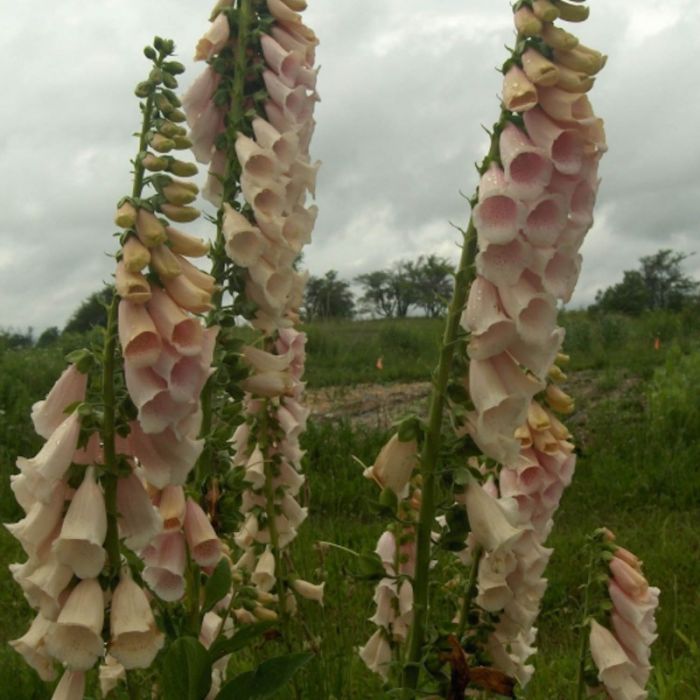 Digitalis purpurea 'Apricot Beauty' - Vingerhoedskruid