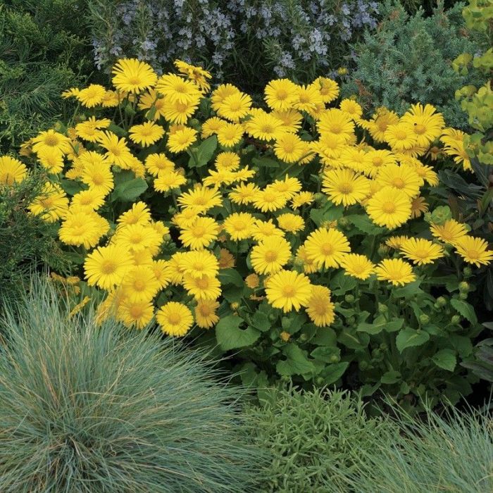 Doronicum orientale Leonardo - Voorjaarszonnebloem