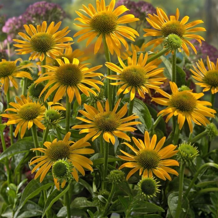 Echinacea 'Harvest Moon' - Zonnehoed