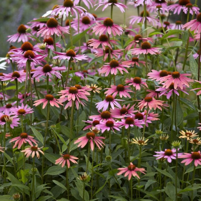 Echinacea purpurea 'Pica Bella' - Zonnehoed